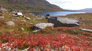 Norwegen Spätsommer im Dovrefjell [upl. by Norrat186]