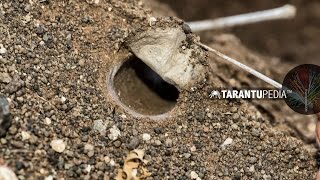 How a tarantula builds a trapdoor lid on its burrow [upl. by Sirois737]