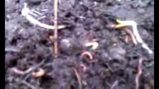 Worm Compost Bin Tea or Leachate Recipe for Organic Fertilizer [upl. by Harihat]