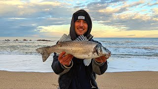 UN SOGNO REALIZZATO SPIGOLA A SURFCASTING Pesca a Fondo Invernale dalla Spiaggia nel Mar Adriatico [upl. by Anotyad]