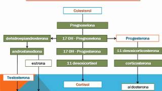 sintesis de hormonas esteroideas Bryant Antonio Martinez Chaidez [upl. by Barr]