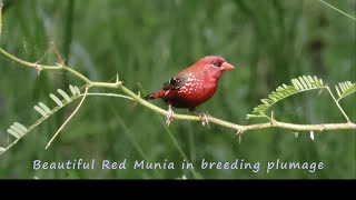 Red Munia in breeding plumage [upl. by Yerxa]