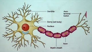 The Aging but Resilient Brain Keeping Neurons Happy [upl. by Elynad]