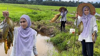 CARI LAUK Di TENGAH SAWAH PADI BANYAK KITA DAPAT ‼️ [upl. by Nylzor412]