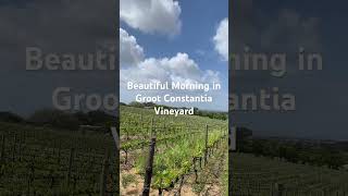 ❤️Beautiful Morning in Groot Constantia Vineyard travel capetowntourism africancity vineyard [upl. by Kubetz]