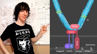 Hemidesmosomas Estructura y Funciones [upl. by Assillim476]