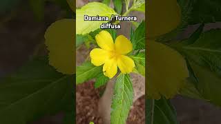 Damiana  Turnera diffusa Flower Plant floweringplant yellowflower Rajshreecreation2024 [upl. by Ardnuassac660]