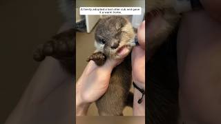 A family adopted a lost otter cub and gave it a warm home animalshorts shortvideo [upl. by Story]