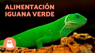 La alimentación de la iguana verde  IGUANA VERDE cuidados [upl. by Cacia]