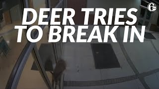 CAUGHT ON VIDEO Deer caught trying to break into school [upl. by Icul]