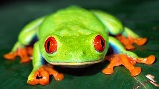 RedEyed Tree Frog Care [upl. by Adnal407]