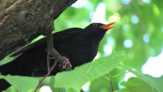 Blackbird perching in a linden tree singing [upl. by Ciapas]