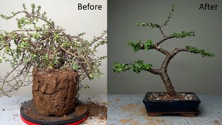 Making Dwarf Jade Bonsai Informal Upright Style  Repotting  Pruning  Wiring  Portulacaria Afra [upl. by Ardnuasal307]