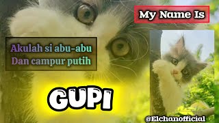 Pertama Kali Tampil ‼️Ini Dia Gupi Kucing Menggemaskan [upl. by Nerti]