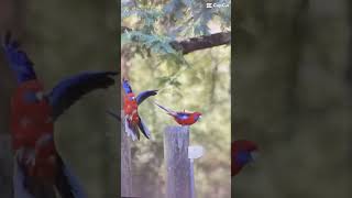 Crimson rosellas rosella birds australianbirds photographer birdphotography live4photography [upl. by Emaj]