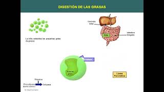 CLASE 13 34 Digestión y absorción de lipidos [upl. by Garv]