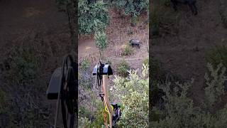 Bowhunting Wildboars 💥🐗 Should we do a film about it bowhunting wildboar hoghunt [upl. by Coates]