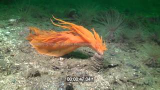 stock footage Giant nudibranch attacking tubedwelling anemone [upl. by Sordnaxela515]