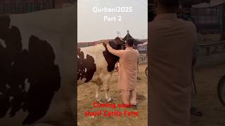 Qurbani2025coming soon💯heavy caw heavy caw loading big caw2025comingsoon sharifcattlefarm [upl. by Jallier206]