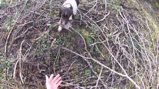 woodcock shooting and springers hunting in Ireland [upl. by Krenn]