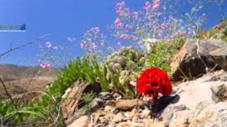 ATACAMA EL DESIERTO FLORIDO wmv 1 [upl. by Bezanson975]