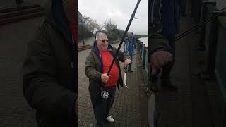 Sea Fishing First CatchBriggo Got one shorts thamesmead seafishing [upl. by Lalib]