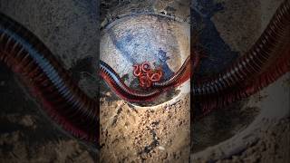 A pair of millipedes ensure that their babies are in a safe place shorts kaki1000 millipedes [upl. by Stimson]