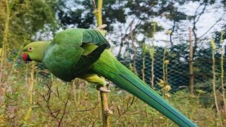 GREEN 💚 PARROT parrottalking parrots pegion parrotvideo [upl. by Zailer]