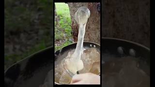 This Sticky Gum from Trees is a Chinese Culinary Secret shorts short viralshort shortsvideofor [upl. by Aniuqahs]