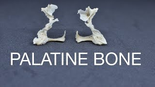 PALATINE BONE [upl. by Artur457]