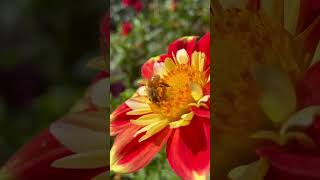 Bees Foraging for Food [upl. by Barbaresi]