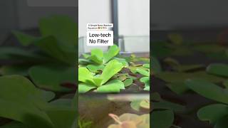 A Simple Lowtech No Filter Nano Walstad Aquarium ❤️🍀🦐🐟 shorts [upl. by Aivalf]