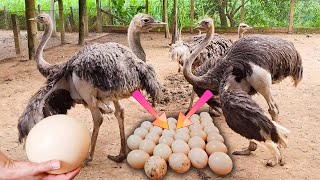 Dancing Ostrich  Harvesting Ostrich Eggs  Dangerous Working Harvest Ostrich Eggs for Breeding [upl. by Atsira]