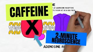 2Minute Neuroscience Caffeine [upl. by Jerrine]