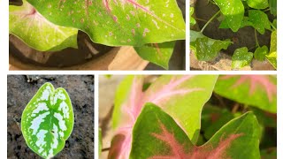 How to Growplantcare and potting of caladium tubersAll u need to know about the plant☘️☘️☘️☘️ [upl. by Neerihs223]