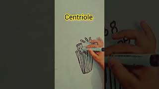 Structure of centriole reels [upl. by Wootten]