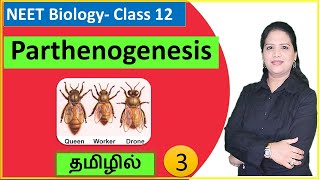 Parthenogenesis and its Types  Class 12 Biology  தமிழ் [upl. by Alinoel]