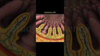 small intestine anatomy biology anatomy 3danimation [upl. by Bethesda]