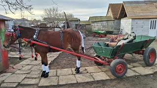 IRINA 11 de boboteaza cailor mihail kogălniceanu 2024‼️🐴🏇 [upl. by Ardnossac]