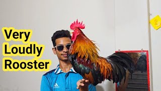 rooster crowing sound effect [upl. by Imoyik784]