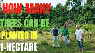 How many Mahogany and Agarwood trees can be planted in 1hectare Tree farming guide [upl. by Hannahoj367]