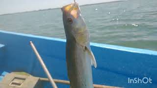 pesca en laguna de Tamiahua veracruz [upl. by Cori]