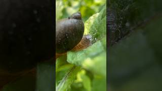 The Summer Greenhouse  SNAIL ATTACK  Do Your PLANTS Have HOLES garden snails pestcontrol [upl. by Aduh]