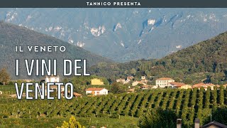 I vini del Veneto  Tannico Flying School [upl. by Votaw]