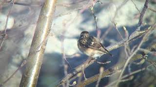 マミジロノビタキ（1）迷鳥（フィンランド）  Whinchat  Wild Bird  野鳥 動画図鑑 [upl. by Anasor]