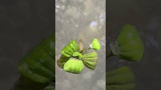 Who can help identify the species of this aquatic plant israel israelwalking [upl. by Bove]