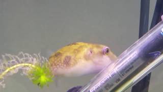 Ocellated puffer fish [upl. by Namar]