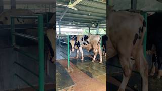 Cattle farm 🐂🐄🐂 cow farmbd animals cattlebd farming cattlefarm bull [upl. by Bullard]