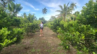 Puhunan sa unang taon ng Calamansi Farm [upl. by Porta791]