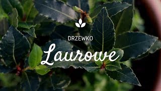 Liście laurowe z własnego ogródka  jak uprawiać drzewko laurowe [upl. by Nyre]